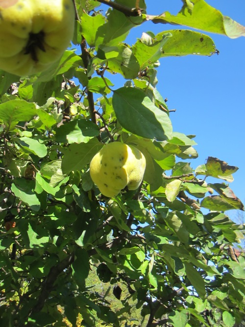Almost harvset time.  Our quince are never beautiful, as we garden organically and are quite frankly negectful orchard keepes... I comfort myself with the thought that 200 years ago quince would not have been perfect and pest free.