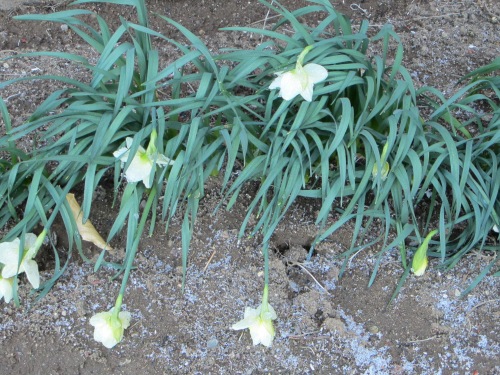 The first of my daffodils opened yesterday, just a few hours before the snow started coming down. 